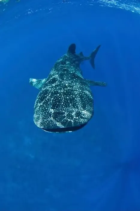 Framed Print : Enormous whale shark (Rhincodon typus) in clear blue water, Christmas Island, Australia