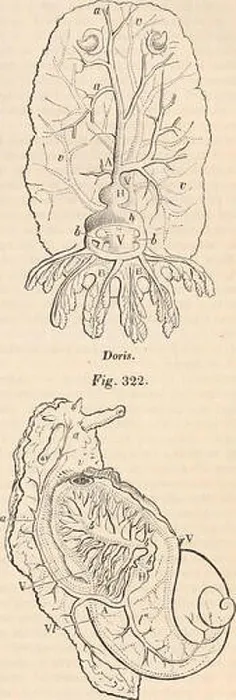 Framed Print : This entry discusses the anatomy and physiology of cephalopods Framed Print : This entry discusses the anatomy and physiology of cephalopods