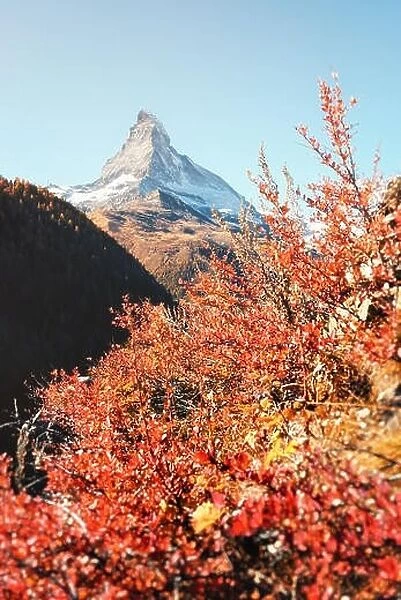 Epic colorful scene with Matterhorn Cervino peak and red blooming bush. Swiss Alps, Switzerland, Europe