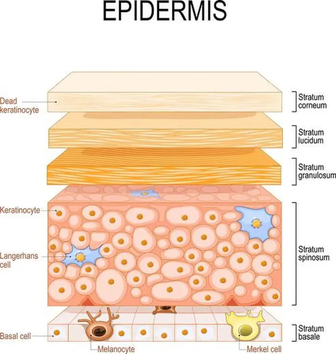 Framed Print : epidermis structure. Skin anatomy Framed Print : epidermis structure. Skin anatomy