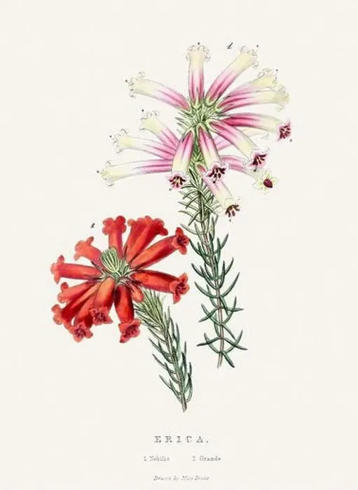 Framed Print : Erica. Colorful Flower Illustration. Vintage Botanical Art. Circa 1848