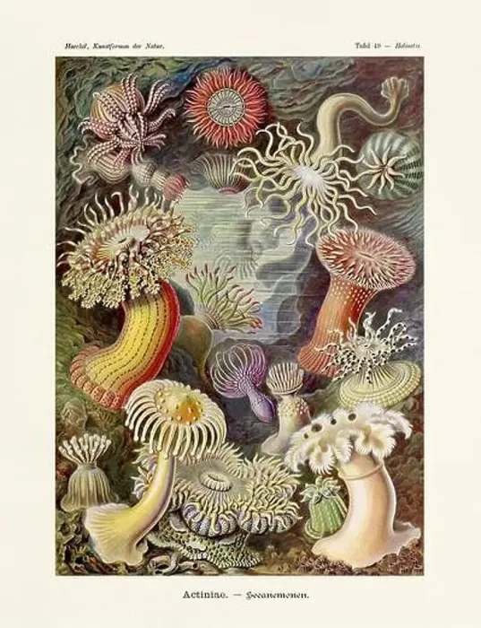 Framed Print : ERNST HAECKEL ART - Actiniae Framed Print : ERNST HAECKEL ART - Actiniae