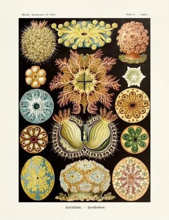 Framed Print : ERNST HAECKEL ART - Ascidiae Framed Print : ERNST HAECKEL ART - Ascidiae
