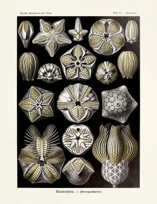 Framed Print : ERNST HAECKEL ART - Blastoidea Framed Print : ERNST HAECKEL ART - Blastoidea