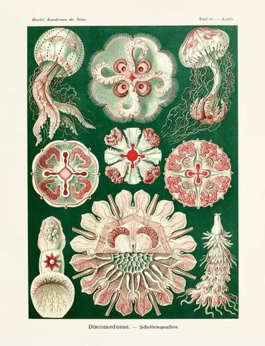 Framed Print : ERNST HAECKEL ART - Discomedusae Framed Print : ERNST HAECKEL ART - Discomedusae
