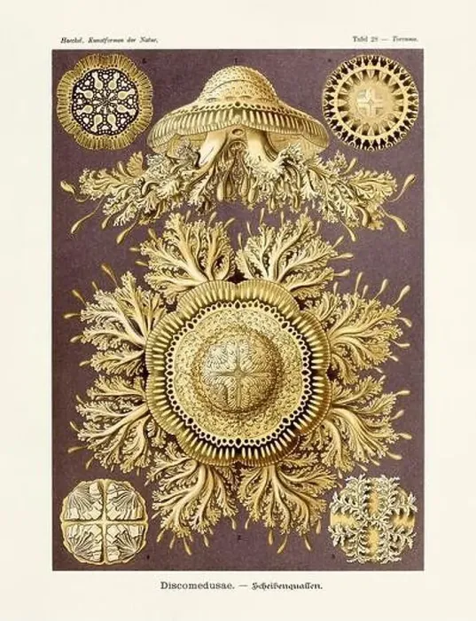 Framed Print : ERNST HAECKEL ART - Discomedusae Framed Print : ERNST HAECKEL ART - Discomedusae