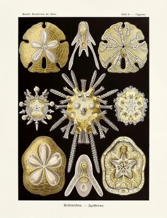 Framed Print : ERNST HAECKEL ART - Echinidea