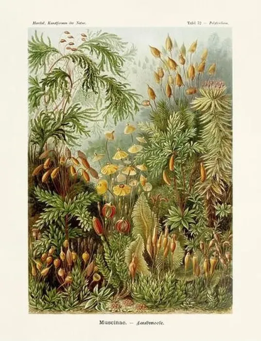 Framed Print : ERNST HAECKEL ART - Muscinae - 19th Century - Antique Botanical illustration - Illustrations of the book Framed Print : ERNST HAECKEL ART - Muscinae - 19th Century - Antique Botanical illustration - Illustrations of the book