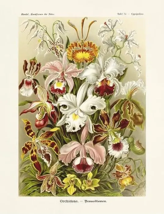 Framed Print : ERNST HAECKEL ART - Orchids - 19th Century - Antique Botanicall illustration - Illustrations of the book Framed Print : ERNST HAECKEL ART - Orchids - 19th Century - Antique Botanicall illustration - Illustrations of the book