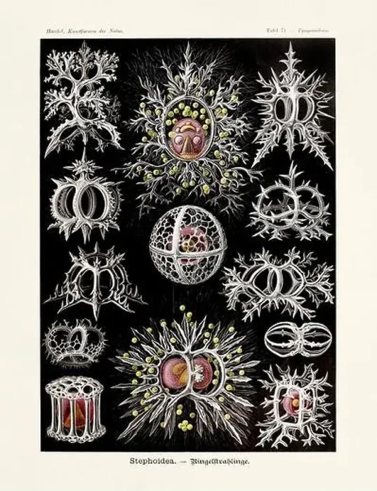 Framed Print : ERNST HAECKEL ART - Stephoidea - 19th Century - Antique Zoological illustration - Illustrations of the book Framed Print : ERNST HAECKEL ART - Stephoidea - 19th Century - Antique Zoological illustration - Illustrations of the book