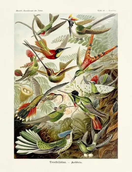 Framed Print : ERNST HAECKEL ART - Trochilidae