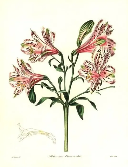 Framed Print : Errembault's hybrid alstroemeria Framed Print : Errembault's hybrid alstroemeria