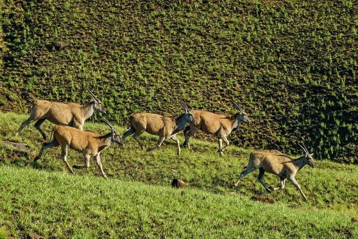 Framed Print : Escaping eland antelopes, Lotheni Framed Print : Escaping eland antelopes, Lotheni