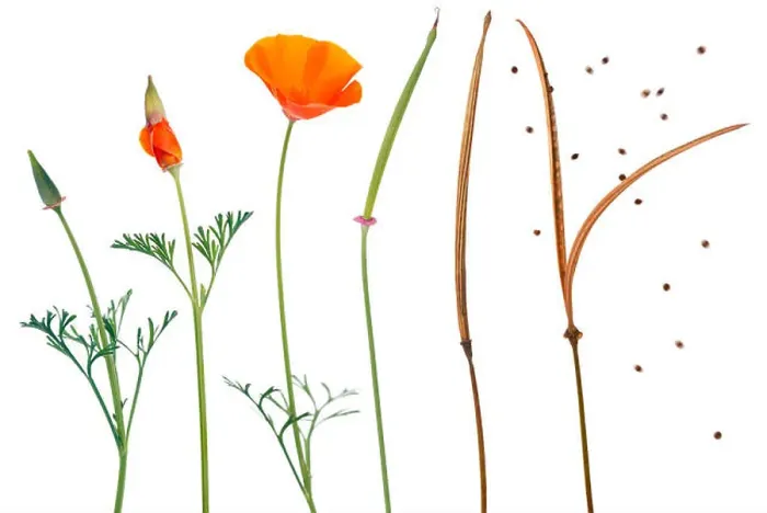 Framed Print : Eschscholzia Californica (California Poppy). Sequence showing the different stages of growth Framed Print : Eschscholzia Californica (California Poppy). Sequence showing the different stages of growth