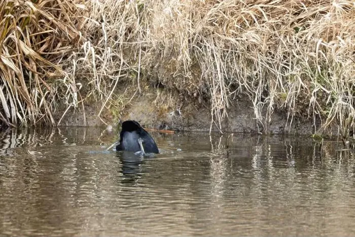 Framed Print : Eurasian Coot Diving in a Pond – Water Bird in Action Framed Print : Eurasian Coot Diving in a Pond – Water Bird in Action