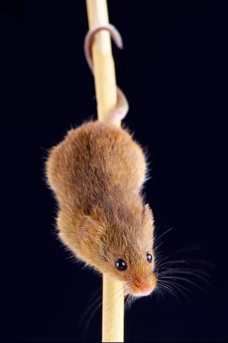 Framed Print : Eurasian harvest mouse (Microbes minutus) Framed Print : Eurasian harvest mouse (Microbes minutus)