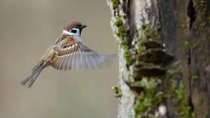 Framed Print : Eurasian tree sparrow (Passer montanus), in flight, Germany, Bavaria Framed Print : Eurasian tree sparrow (Passer montanus), in flight, Germany, Bavaria