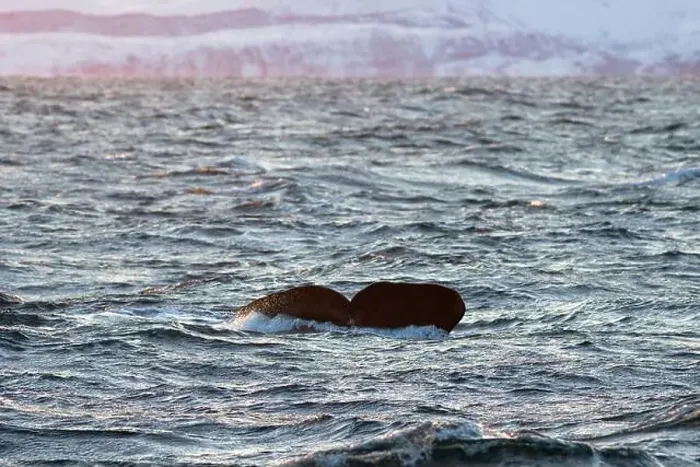 Framed Print : Europe, Norway, Troms County, Fluke of a Sperm Whale disappearing below the Sea off the Coast of Skjervoy Framed Print : Europe, Norway, Troms County, Fluke of a Sperm Whale disappearing below the Sea off the Coast of Skjervoy