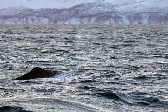 Framed Print : Europe, Norway, Troms County, Sperm Whale on the Surface near the island of Skjervoy Framed Print : Europe, Norway, Troms County, Sperm Whale on the Surface near the island of Skjervoy