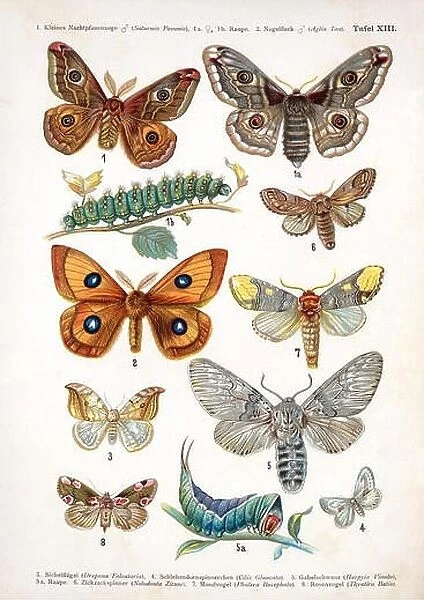 European butterfly 100 XIII