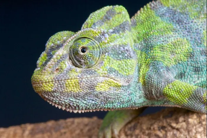 Framed Print : European Chameleon / Chamaeleo chamaeleo Framed Print : European Chameleon / Chamaeleo chamaeleo