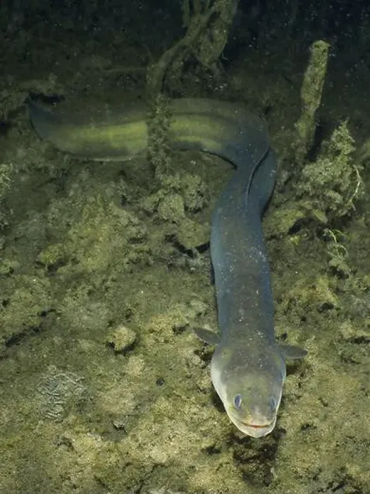Framed Print : European eel (Anguilla anguilla) meandering over the dark sandy bottom under water Framed Print : European eel (Anguilla anguilla) meandering over the dark sandy bottom under water