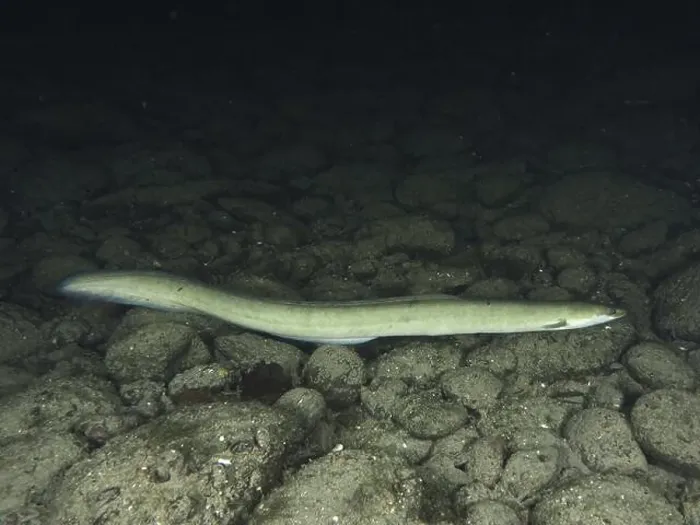 Framed Print : European eel (Anguilla anguilla) resting at night on a substrate of dark stones Framed Print : European eel (Anguilla anguilla) resting at night on a substrate of dark stones