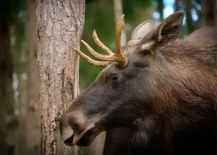 Framed Print : European moose, (Alces alces), Markaryd Framed Print : European moose, (Alces alces), Markaryd