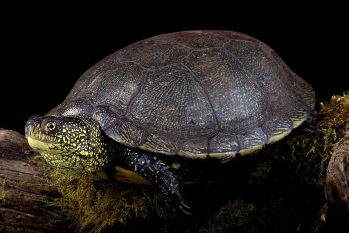 Framed Print : European pond turtle (Emys orbicularis)