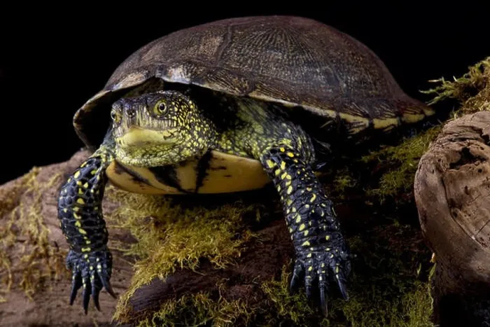Framed Print : European pond turtle (Emys orbicularis) Framed Print : European pond turtle (Emys orbicularis)