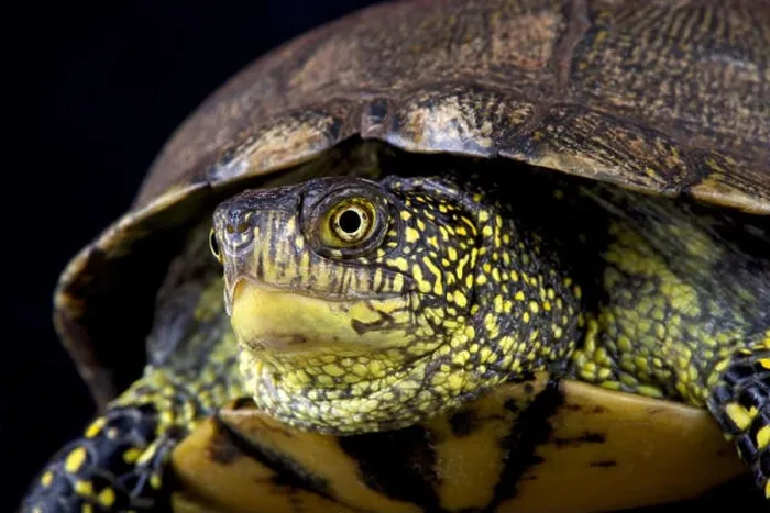 Framed Print : European pond turtle (Emys orbicularis orbicularis) Framed Print : European pond turtle (Emys orbicularis orbicularis)