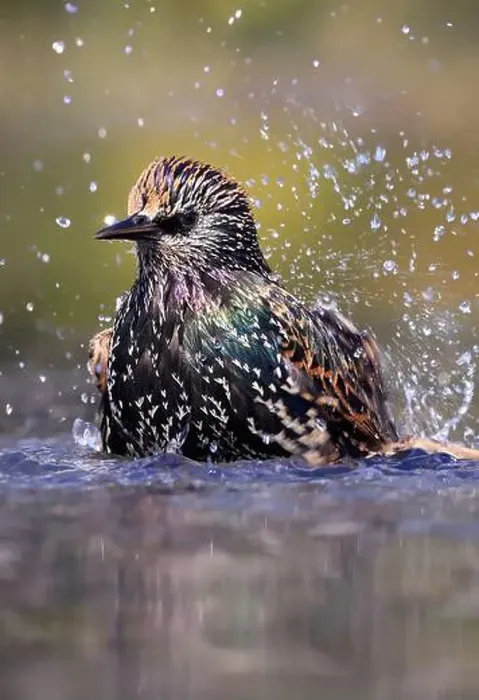 Framed Print : European Starling splashing into the water, Washington DC, USA Framed Print : European Starling splashing into the water, Washington DC, USA