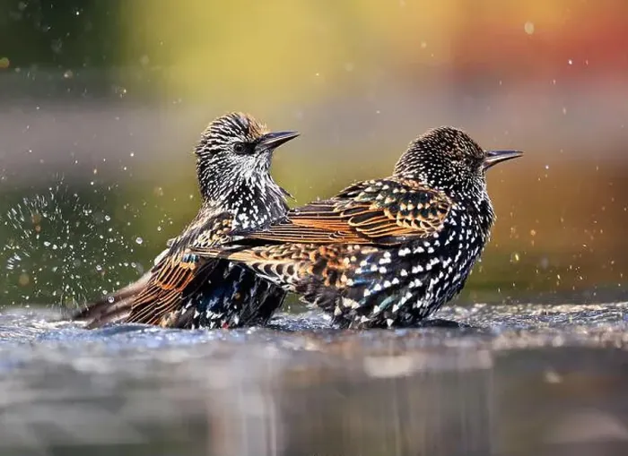 Framed Print : European Starling splashing into the water, Washington DC, USA Framed Print : European Starling splashing into the water, Washington DC, USA