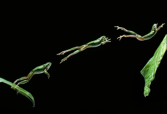 Framed Print : EUROPEAN TREE FROG leaping from leaf (multiflash) Hyla arborea Image carries 50% surcharge Framed Print : EUROPEAN TREE FROG leaping from leaf (multiflash) Hyla arborea Image carries 50% surcharge