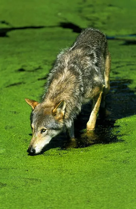 Framed Print : European Wolf, canis lupus, Adult in Swamp Framed Print : European Wolf, canis lupus, Adult in Swamp