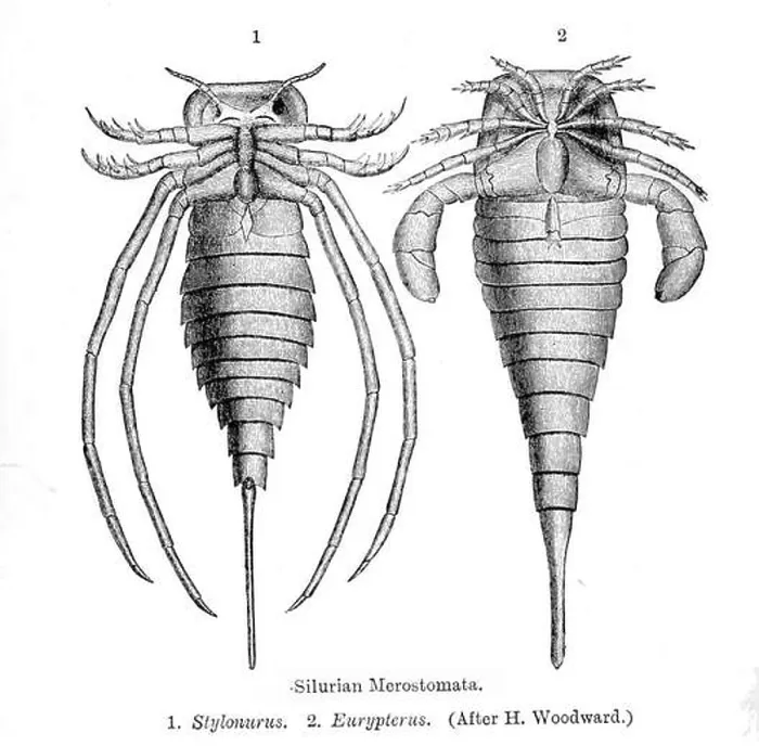 Framed Print : Eurypterids. 1910 154 Eurypterids Framed Print : Eurypterids. 1910 154 Eurypterids