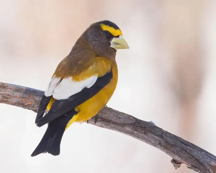 Framed Print : An Evening Grosbeak perches in the morning light Framed Print : An Evening Grosbeak perches in the morning light