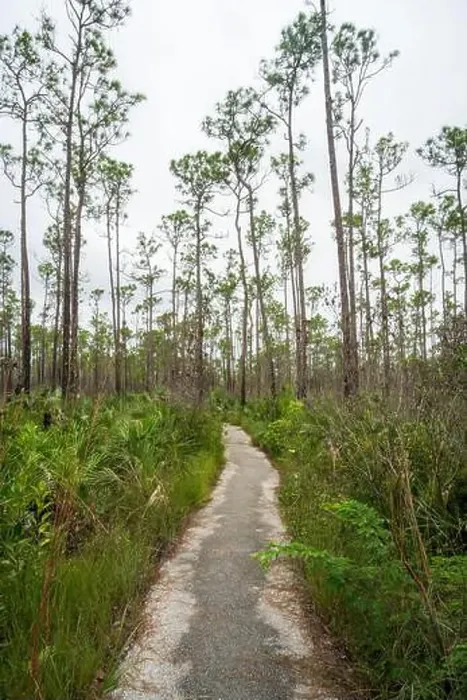 Framed Print : The Everglades National Park, Florida, United States Framed Print : The Everglades National Park, Florida, United States