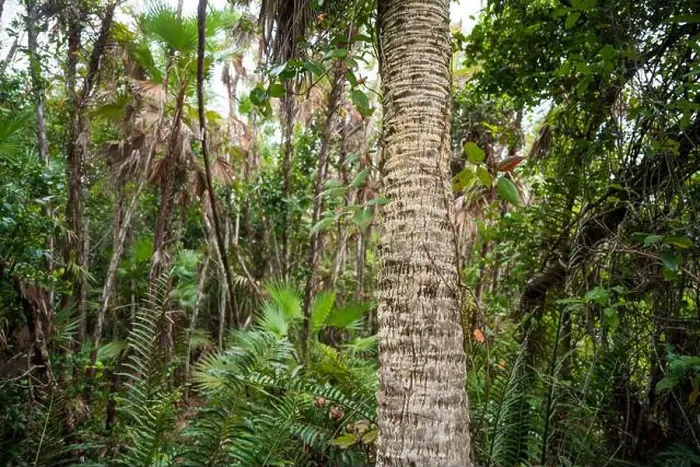 Framed Print : The Everglades National Park, Florida, United States Framed Print : The Everglades National Park, Florida, United States