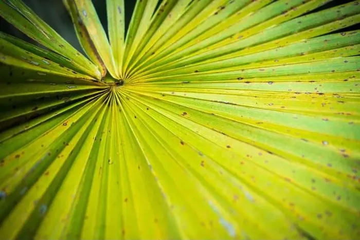 Framed Print : The Everglades National Park, Florida, United States Framed Print : The Everglades National Park, Florida, United States
