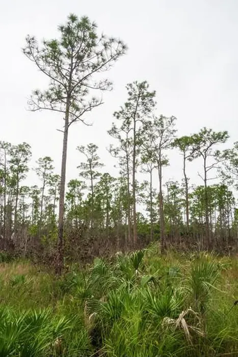Framed Print : The Everglades National Park, Florida, United States