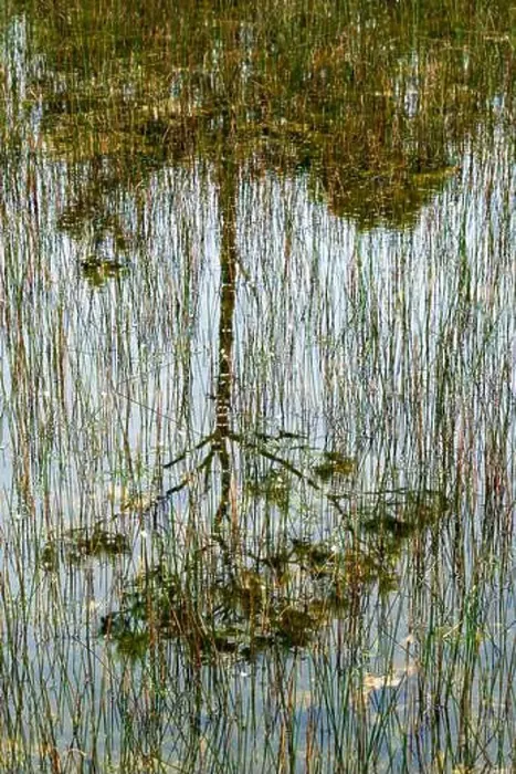 Framed Print : The Everglades National Park, Florida, United States Framed Print : The Everglades National Park, Florida, United States