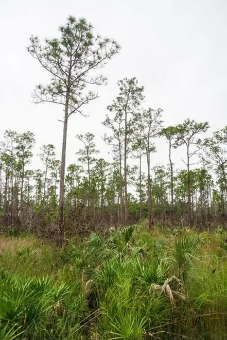 Framed Print : The Everglades National Park, Florida, United States Framed Print : The Everglades National Park, Florida, United States