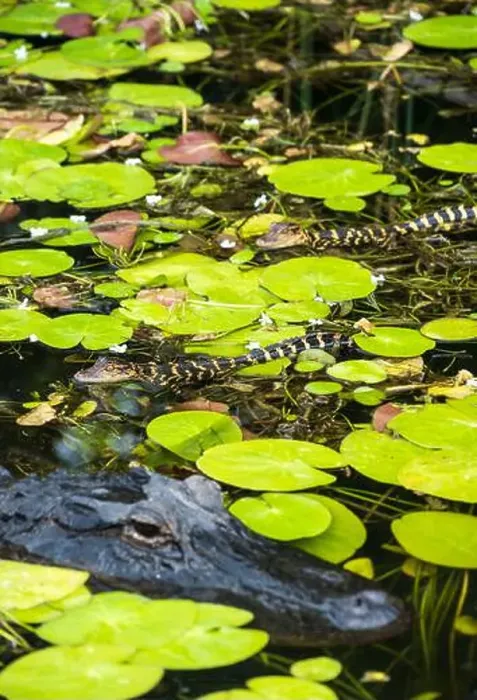 Framed Print : The Everglades National Park, Florida, United States Framed Print : The Everglades National Park, Florida, United States