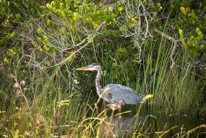 Framed Print : The Everglades National Park, Florida, United States Framed Print : The Everglades National Park, Florida, United States