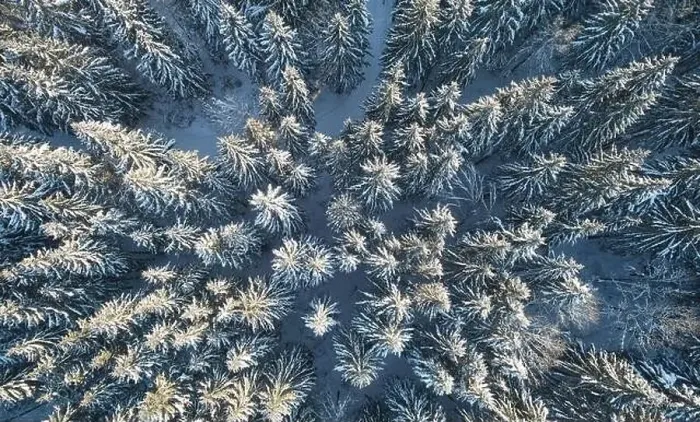 Framed Print : Evergreen trees in snow above top drone view. Snowy background theme Framed Print : Evergreen trees in snow above top drone view. Snowy background theme