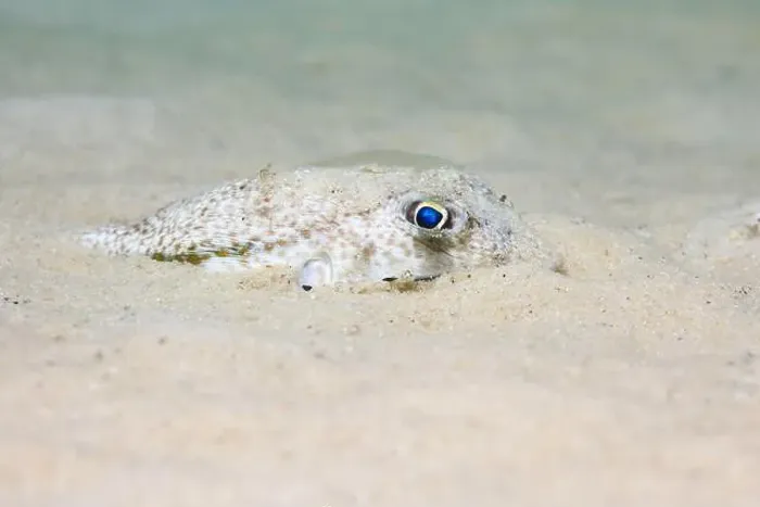 Framed Print : An Evileye pufferfish (Amblyrhynchotes honckenii) hiding in the sand on the ocean floor Framed Print : An Evileye pufferfish (Amblyrhynchotes honckenii) hiding in the sand on the ocean floor