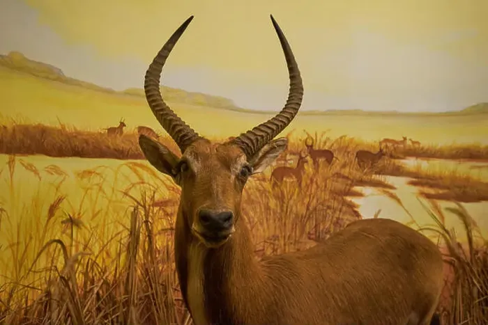 Framed Print : An example of a Sable antelope in a taxidermy diorama at the Natural History Museum Satwa in Batu City, Indonesia Framed Print : An example of a Sable antelope in a taxidermy diorama at the Natural History Museum Satwa in Batu City, Indonesia