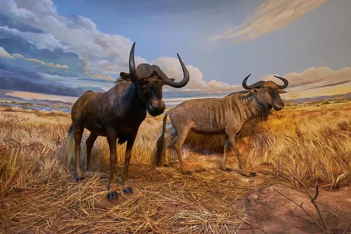 Framed Print : An example of two wildebeest in a taxidermy diorama at the Natural History Museum Satwa in Batu City, Indonesia Framed Print : An example of two wildebeest in a taxidermy diorama at the Natural History Museum Satwa in Batu City, Indonesia