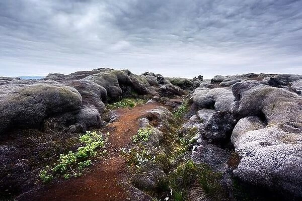 Exceptional Iceland landscape with lava field covered with brown moss Eldhraun from volcano eruption and cloudy sky